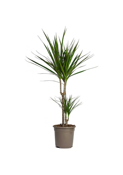 Madagaskar Dragon Ağacı – Dracaena Marginata 2 Gövdeli Yeşil
