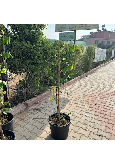 Meyve Verir Durumda 20 Lt Saksıda Carambola Yıldız Meyvesi Fidanı