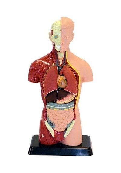 Insan Vücudu (Küçük Boy. 27 Cm.)