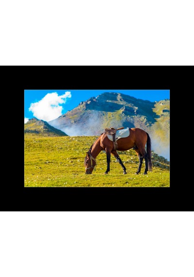 Tahpur Yaylasında At A Horse At Tahpur Plateau, Rize, Turkey, 2016