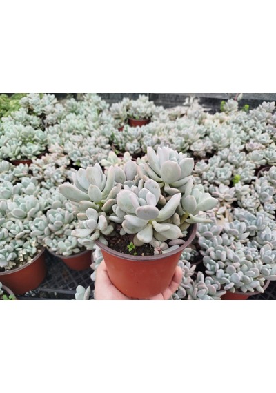 Pachyphytum Oviferum - Büyük Boy Yetişkin Sukulent