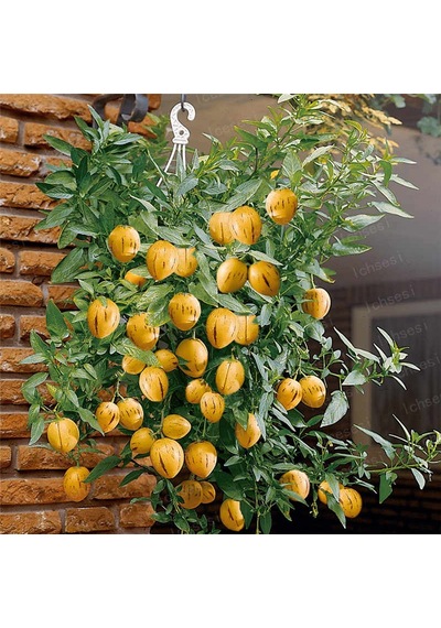 Saksılık Pepino Tohumu 5 Tohum + Tohum