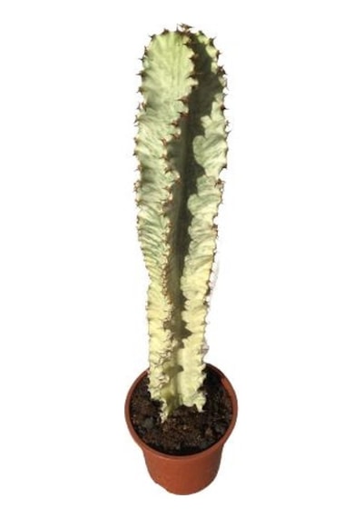 Euphorbia İngens Variegata -şamdan Ağacı 80-100 Cm