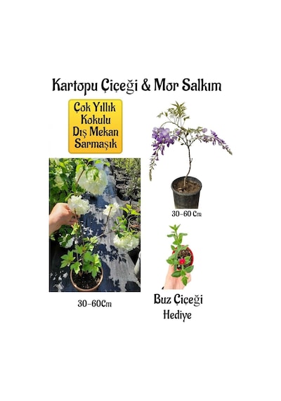 Kokulu Hanıme Çiçeği+mor Salkım Ağacı Fidanı Itır Çiçeği Peyzaj Seti
