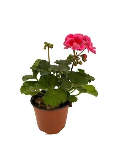 Ebruli Sardunya Çiçeği Fidesi 10-20 Cm
