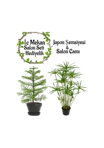 Japon Şemsiyesi 40-60cm 1 Adet Saksılı+salon Çamı 30-40 Cm 1 Adet Saksılı