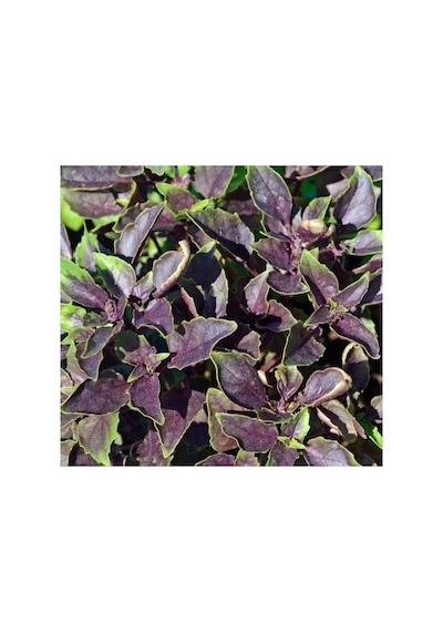 Reyhan Mor Tohumu - 5 Gram