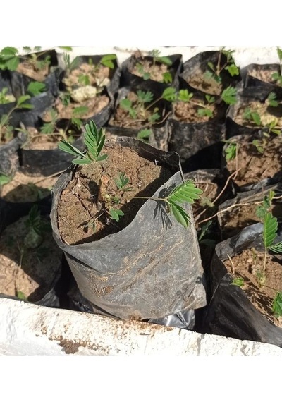 Küstüm Çiçegi Fidanı 3 Adet Tüp Poşet 3-13 Cm