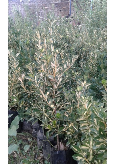 Alaca Taflan Fidanı 30-50 Cm Euonymus Japonica Variegata Da
