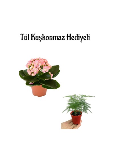 Sevgililer Gününe Özel Hediyelik Açık Pembe Kalanşo Çiçeği Tül Kuşkonmaz