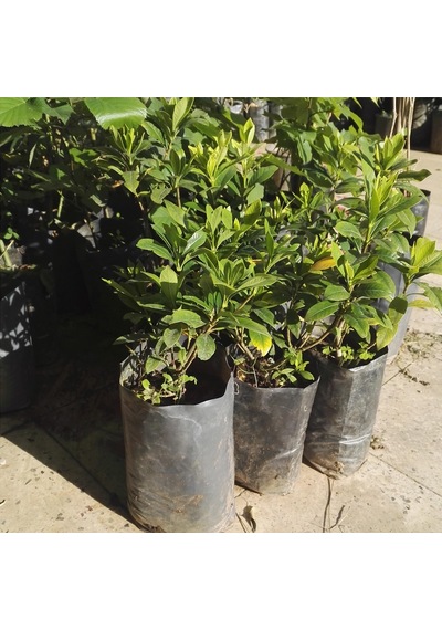 Gardenya Çiçeği  20-30 Cm. Gardenia Jasminoides