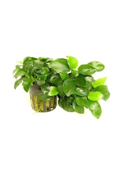 Canlı Bitki, Anubias Nana, 5-6 Yapraklı, Su Bitkisi 41bordocipsobeyaz