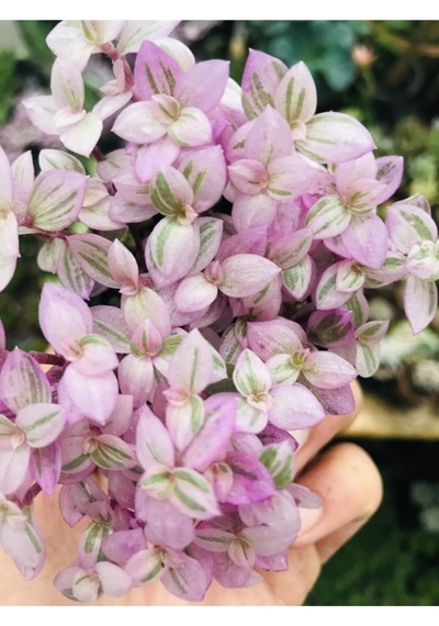 Calisia Repens Pink Lady Minik Pembe Yapraklı Telgraf Çiçeği