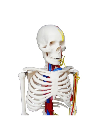 Damarları Sinirleri Gösterir İnsan İskeleti Modeli 85Cm