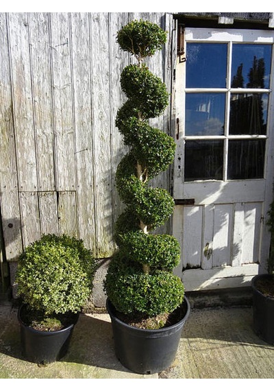 Videolu Çalı Şimşir Peyzaj Bitkisi 30 40cm 1 Adet Saksılı Dış Mekan Buxus Sempervirens