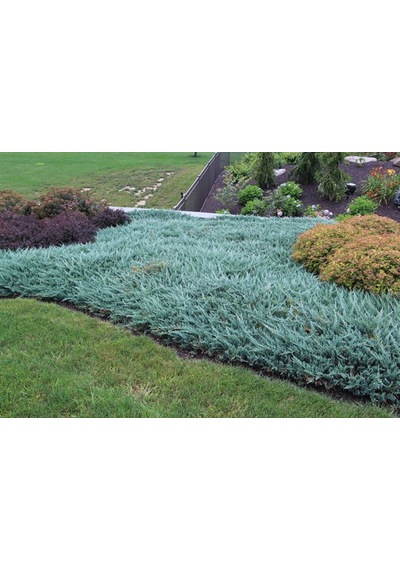Juniperus Horizontalis 'blue Chip' Mavi Sürünücü Ardıç