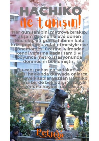 Petjoo 19.Hachiko Turuncu-Gri Qr'lı Köpek Künyesi