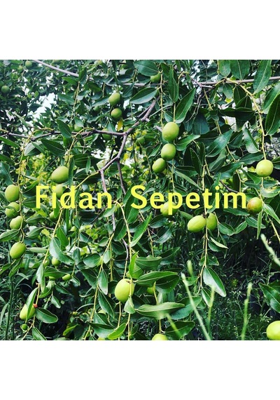 4 Yaş Ufak Meyveli Hünnap Fidanı