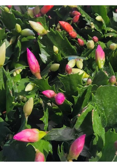 Yılbaşı Çiçeği Pembe Renk 1 Adet 10-20cm Saksılı İç Mekan Salon Çiçeği