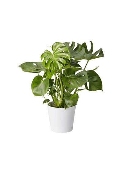 Dolgun Formlu Monstera Deve Tabanı 50-60 Cm Ithal