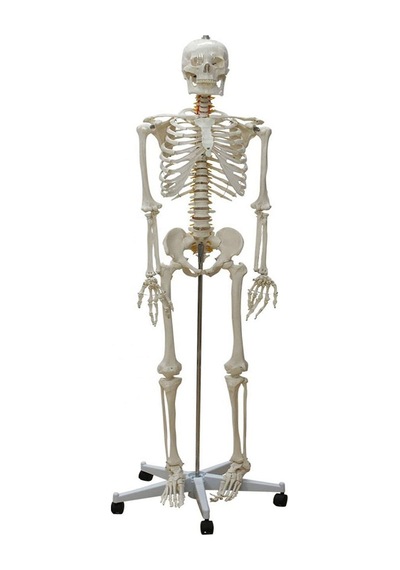 Gerçek Boy İnsan İskeleti Maketi 176 Cm Tüm Vücut Eklem,omurilik Ve Sinir Modeli Model 10