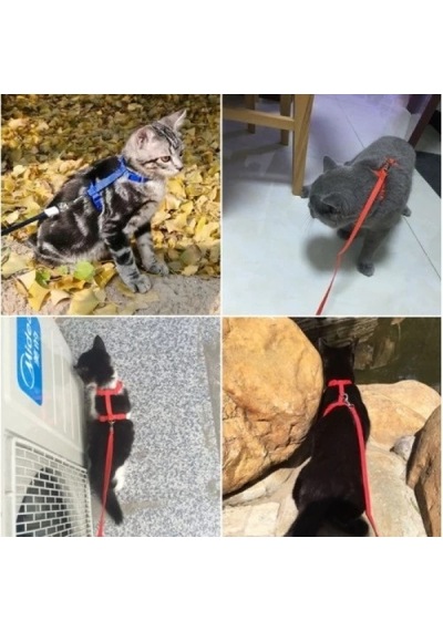Bay Kedi Boyun Ve Göğüs Tasması Najmaddin