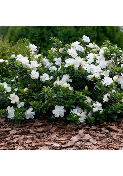 Gardenya 50-80 Cm 2-3 Yaş Yoğun Kokulu