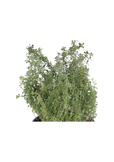 Limoni Kekik Fidanı Saksı 10-20 Cm