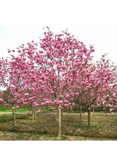 Pembe Manolya Ağacı Tohumu Ekim Seti