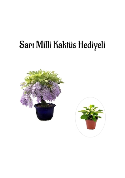 Mor Salkım Ağacı Fidanı Sevgililer Gününe Özel Sarı Milli Kaktüs Hediyeli
