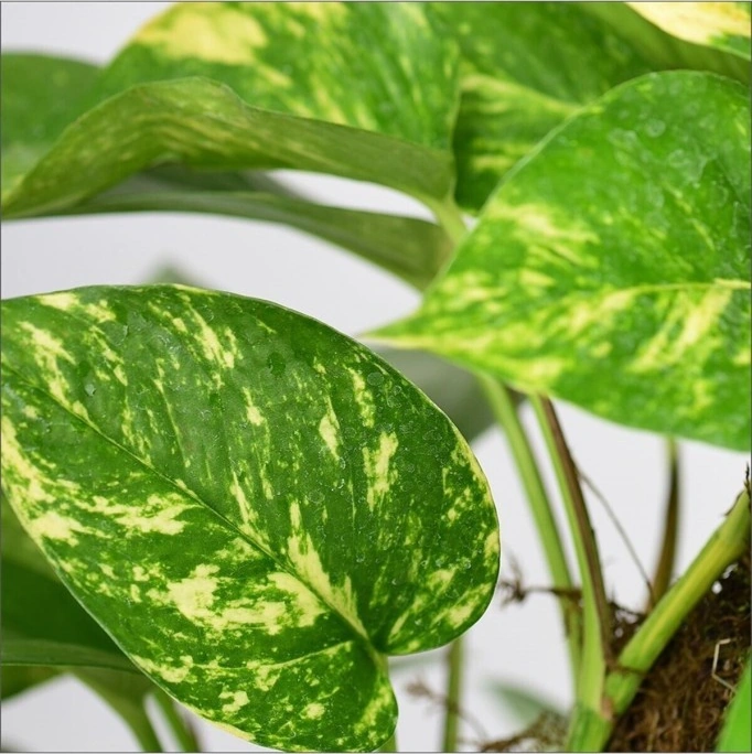 Pothos Salon Sarmaşığı Fidanı 10-20 Cm