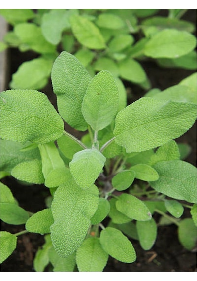 Adaçayı Fidanı 40 60 Cm 1 Adet Saksılı/ Tüplü Iç/ Dış Mekan Bitkisi Salvia Officinalis
