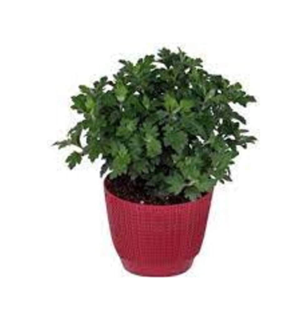 Kasımpatı Fidanı Karışık Renk 2'li Set 10 - 20 Cm