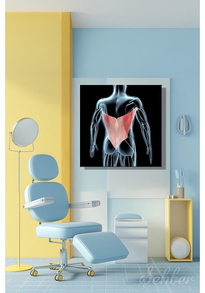 Latissimus Dorsi Kanat Kası Kaslarının 3d Tıbbi İllüstrasyonu Yatay Kanvas Tablo 3512