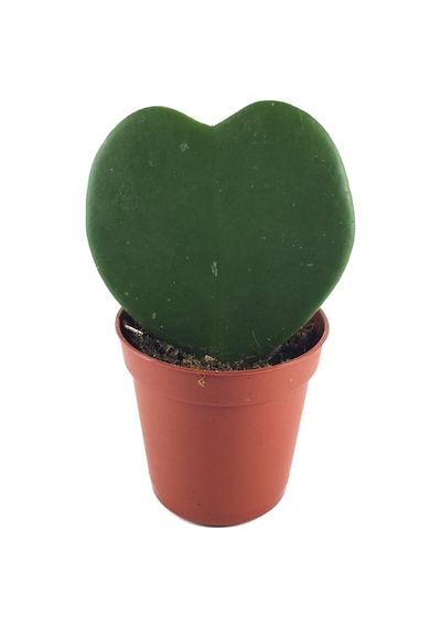 Hoya Kerrii (Mum Çiçeği) Ø5,5 CM Y0-10 CM
