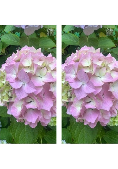 Videolu 2 Adet Pembe Çiçekli Ortanca Fidanı 30-55 Cm Tüplü Çiçekli Bodur Bitkiler Pink Hydrangea
