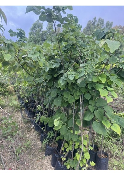 Tüplü 4 Yaş Geniş Yapraklı Ihlamur Tilia Platyphyllos B0y 180-200cm