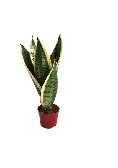 Sansevieria Trifasciata (Paşa Kılıcı) Ø10,5 CM Y20-25 CM