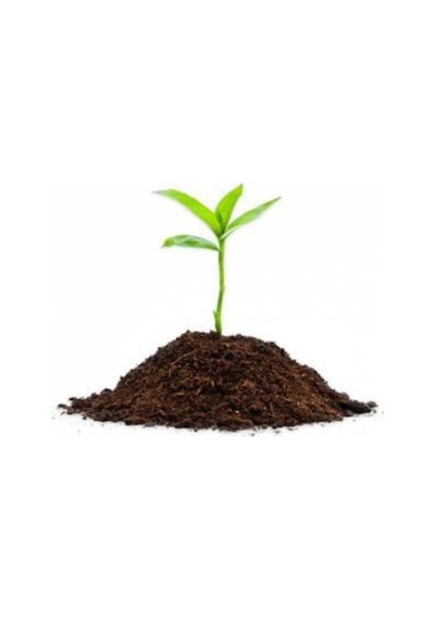 Bodur Bonsai Limon Ağacı Tohumu 10 Adet Tohum + Saksı Toprak