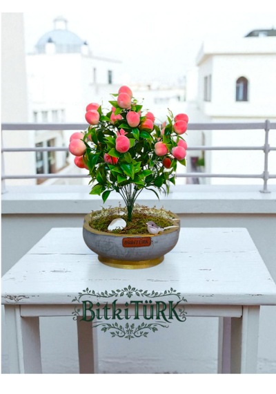 Bitkitürk-beton Saksıda Yapay Şeftali Ağacı Bonsai Ofis Salon Caf