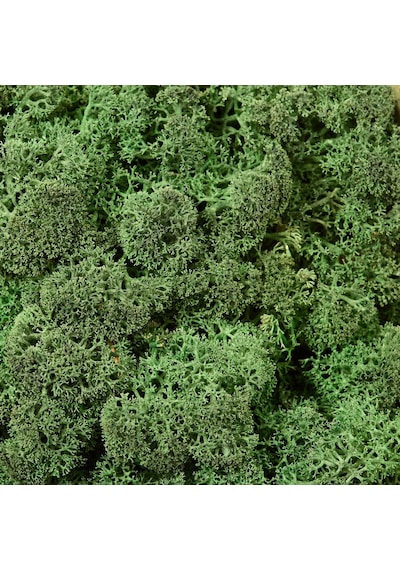 Reindeer Moss Dark Şoklanmış Norveç Yosunu 250gr