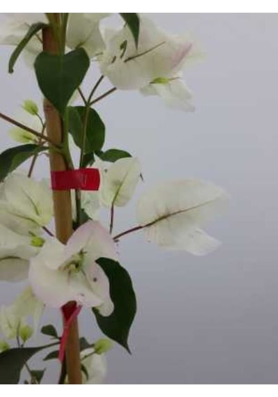 Begonvil Sarmaşığı - Beyaz 50-80cm Bougainvillea