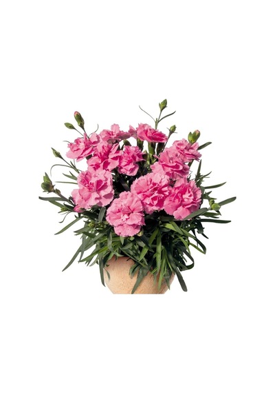 Serada Decor Plant Pembe Bodur Karanfil Çiçeği 20x40cm