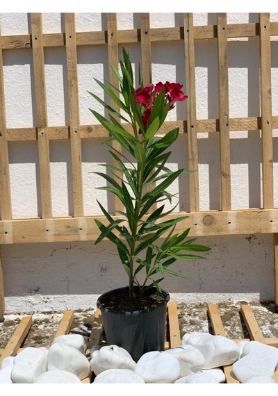 Koyu Kırmızı Zakkum Çiçeği Çok Yıllık 1 Adet Saksılı/ Tüplü 30-60 Cm Red Oleander