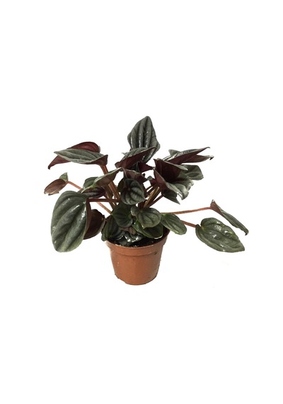 Peperomia Caperata 'Platinum' (Zümrüt Dalgası Çiçeği) Ø5,5 CM Y0-10