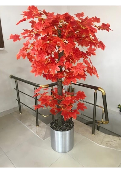 Cihan Çiçekçilik Kızıl Hazan Yaprak Çınar Ağacı 180 Cm Metal Saksıda Beyaz- Yeşil