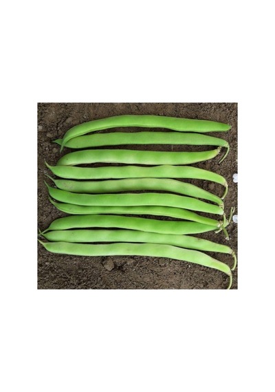 Profesyonel Magnum Fasulye Tohumu - 25 Gram