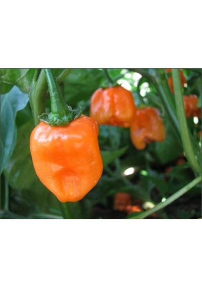 Çok Acı Habanero Biberi Tohumu 5 Adet Tohum Biber Tohumu