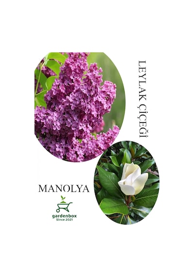 Kokulu Leylak Çiçeği Fidanı 1 Adet Saksılı 30-60cm+manolya Çiçeği Fidanı 30-60cm