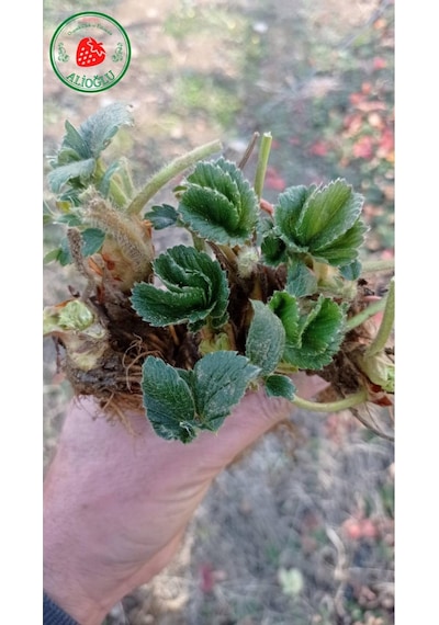 29 Adet Albion Çilek Fidesi Açık Kök ve Taze Söküm (Frigo)